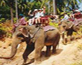 Samui Island Safari